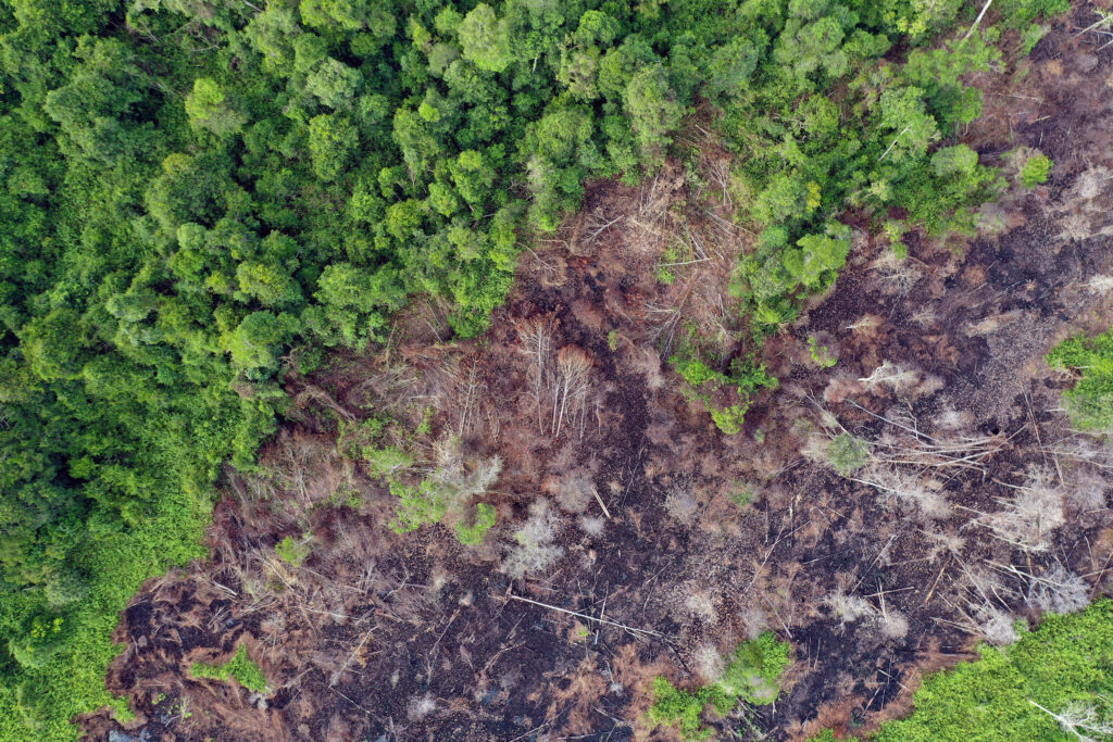 Foto de la selva amazónica con árboles caídos.