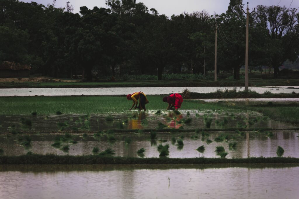 Two farm workers in colorful clothing bend over to plant rice seedlings in a flooded paddy field, with rows of young green plants reflected in the water and a backdrop of trees, utility poles, and rural houses under an overcast sky.